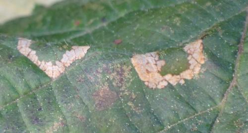 Phyllonorycter nicellii